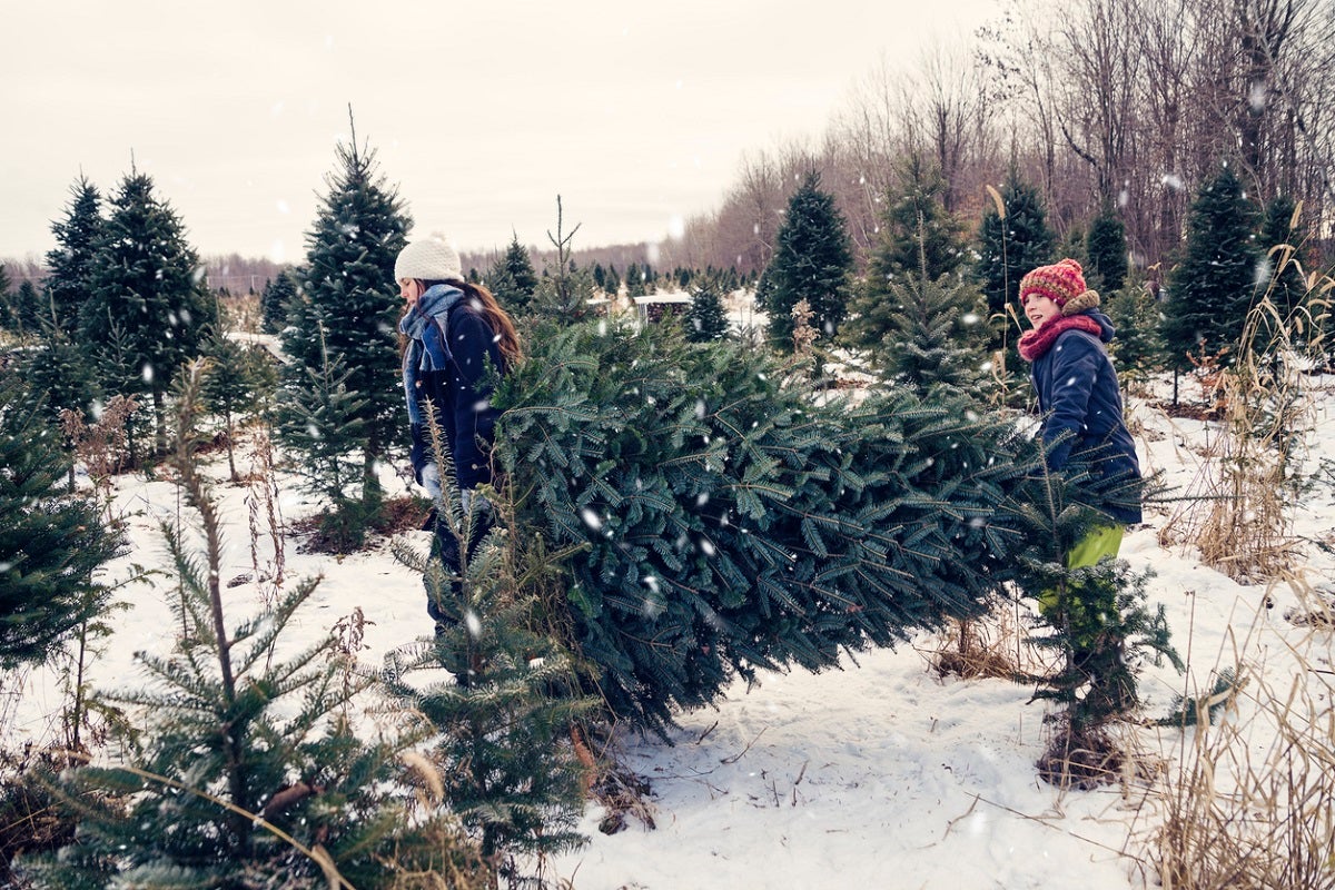 Christmas tree shortages continue, signaling a dying industry? Fox