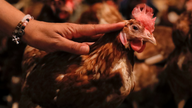 Fear spreads over tainted eggs despite low risk to consumers
