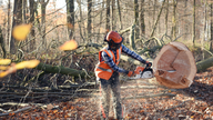 German court: Ancient forest can be cleared for coal mine