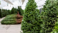 Thieves rob family-run Christmas tree farm in California