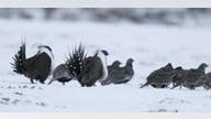 Sage-grouse bird ruling to aid economic and job growth