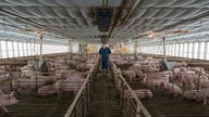 Smithfield Moves on Market For Pig-Human Transplants