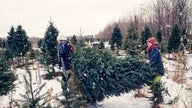 Christmas tree shortages continue, signaling a dying industry?