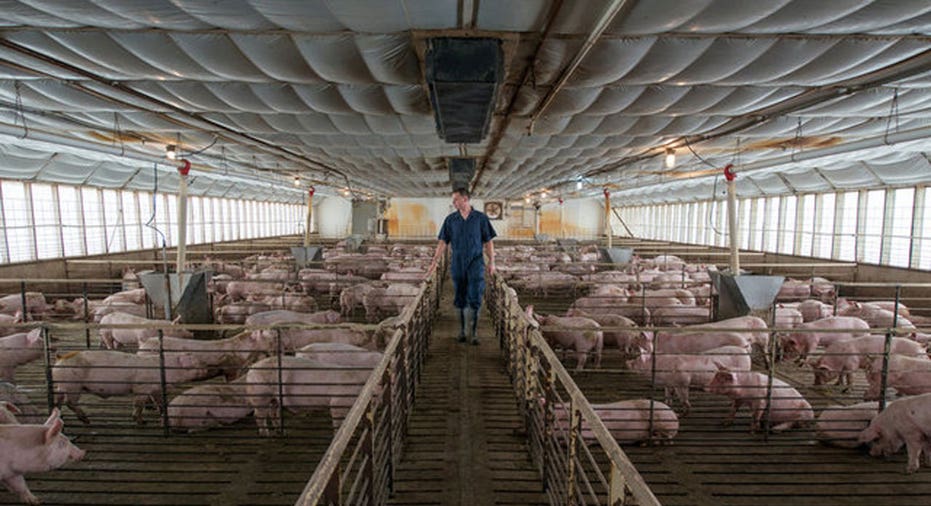 Smithfield Foods Pigs  Reuters