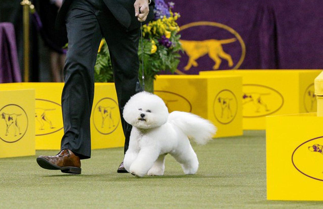 Prestigious Dog Breeds Prestigious Dog Breeds