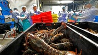 Lobster Prices High as Catch Drops and China Imports Climb