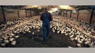 Chicken farmers say processors treat them like servants
