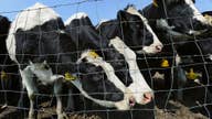 US-China tariffs creating a ‘barrier’ for American dairy
