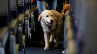 Good dog, bad dog ... Delta wants to know before you board