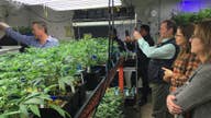 Weed 101: Colorado agriculture office shares pot know-how