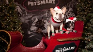 Behind the Scenes: PetSmart Holiday Collection