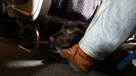 United joins Delta in tightening rules for comfort animals