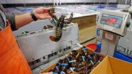 Europe lifts tariffs on US lobsters