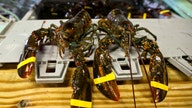 Lobster-Crazy China Sets Record for US Crustacean Imports