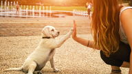 Benefits on the Fringe: Pet-Friendly Work Policies