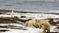 Democrats fail to block Arctic reserve oil drilling