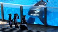 SeaWorld to pay $65M over accusations it lied about 'Blackfish' film impact