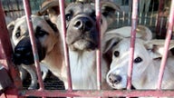 Millions of Dogs Are Being Killed Yearly: Here's Why