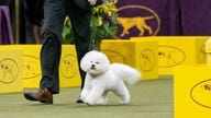 5 of the world's most expensive dog breeds