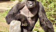 Even Before Harambe, CEOs Forced to Acknowledge Animal Rights