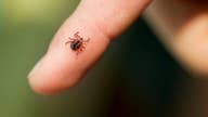 Ticks could bring worst summer in years as parents worry about rise of tick-borne diseases
