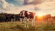 U.S. asks Canada to end 'underhanded' dairy pricing class
