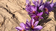 U.S. Army Vets Seek to Spice Up Global Saffron Biz