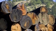 Trump's Timber Tax Raises Concerns Over Cost to Home Builders