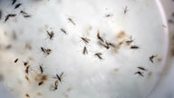 Quest Diagnostics Says Its Zika Virus Test Gets U.S. Approval