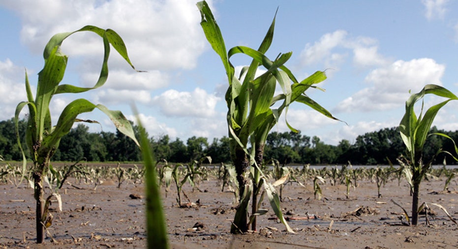 Corn Plants Growing at an Iowa Farm