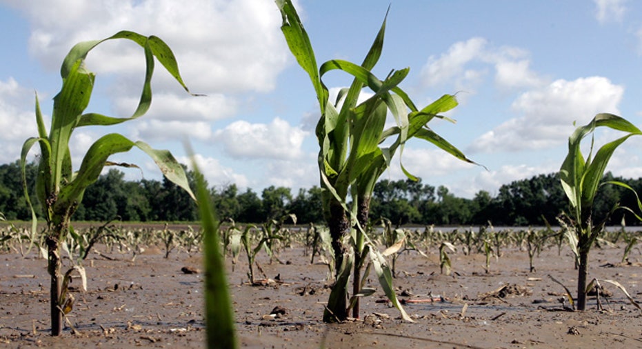 Corn Plants Growing at an Iowa Farm