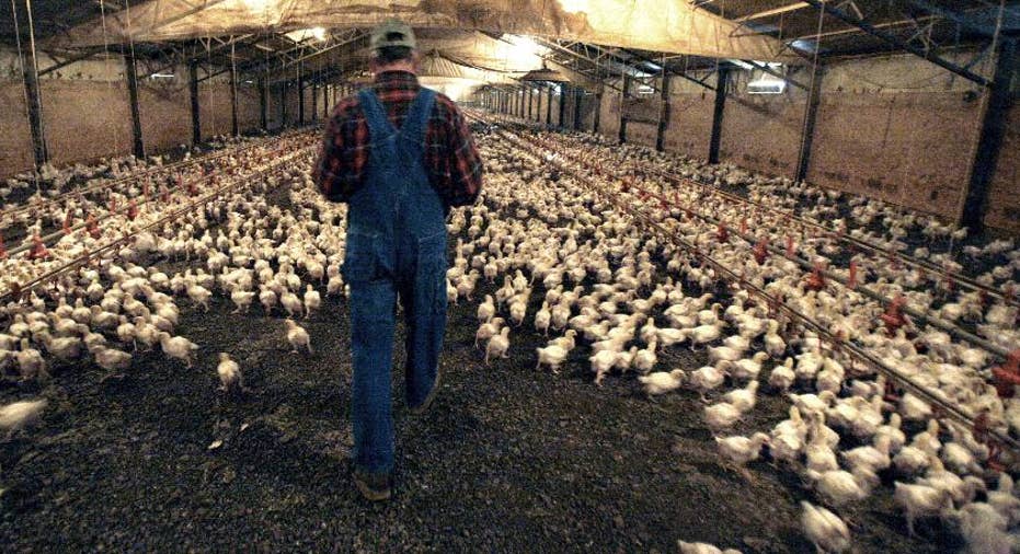 Chicken farmers say processors treat them like servants