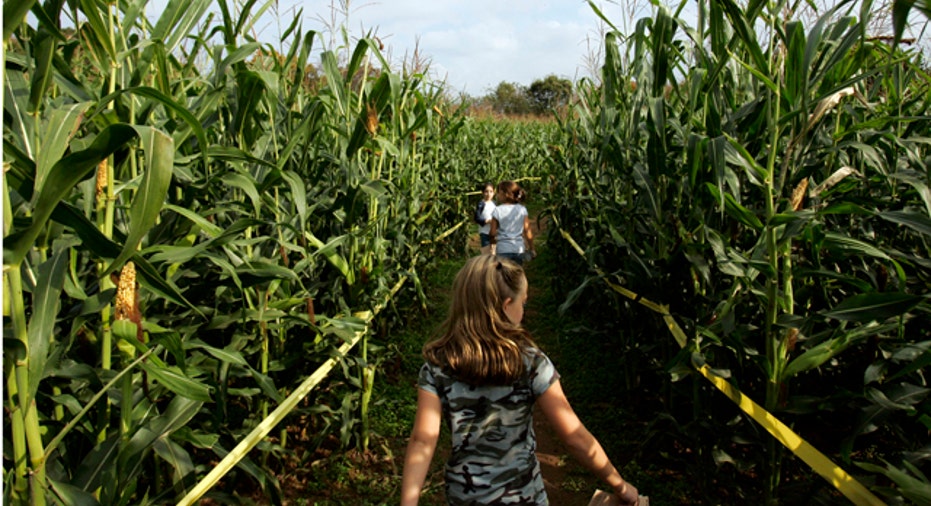 Corn Maze