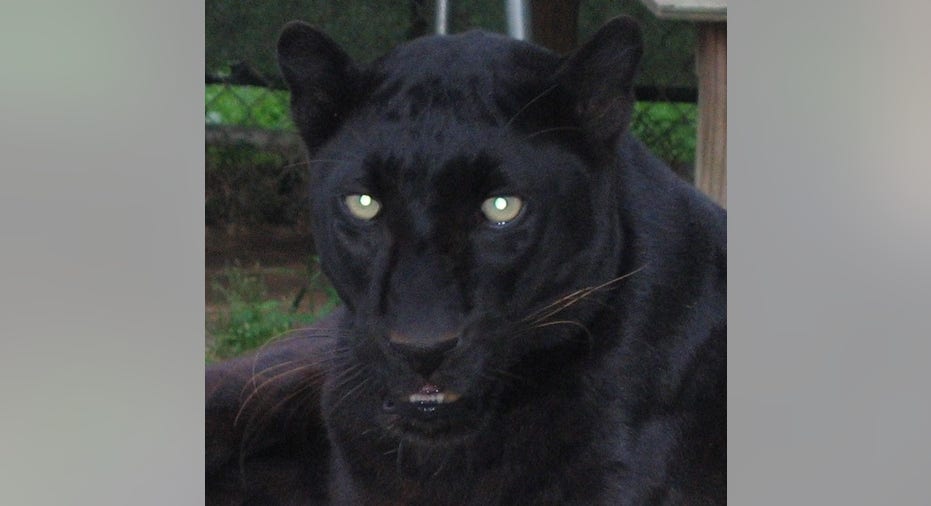 Wild Panther 