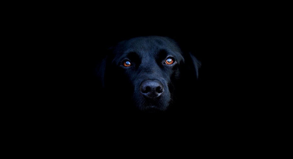 Black Lab