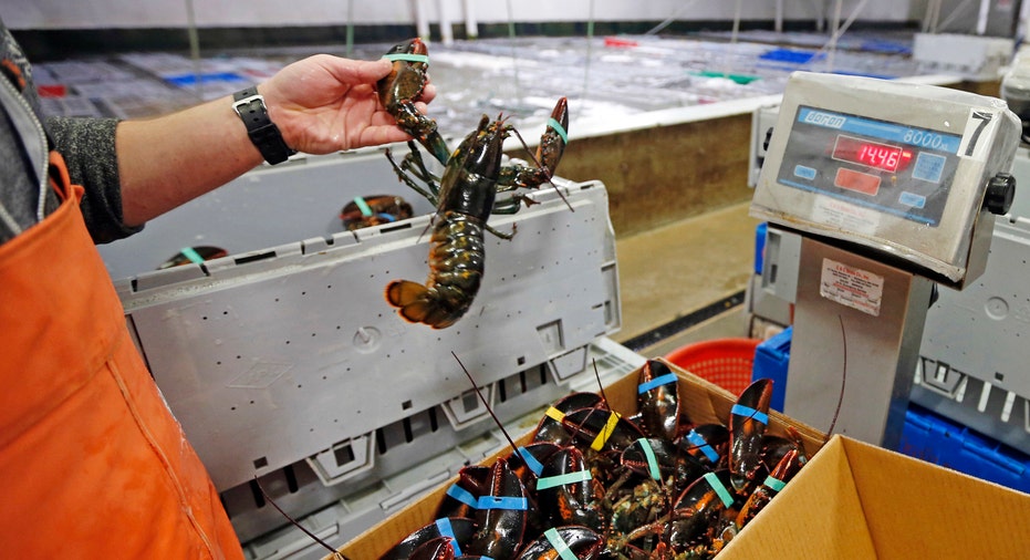 Lobsters Being Packed Maine AP FBN