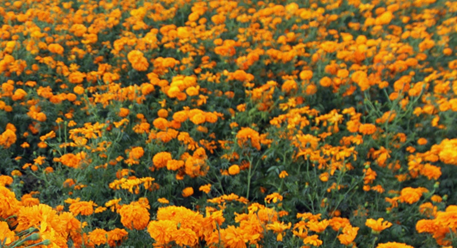 Marigolds