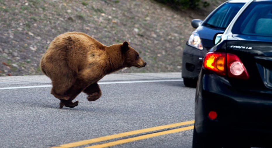Wyoming Bear Road