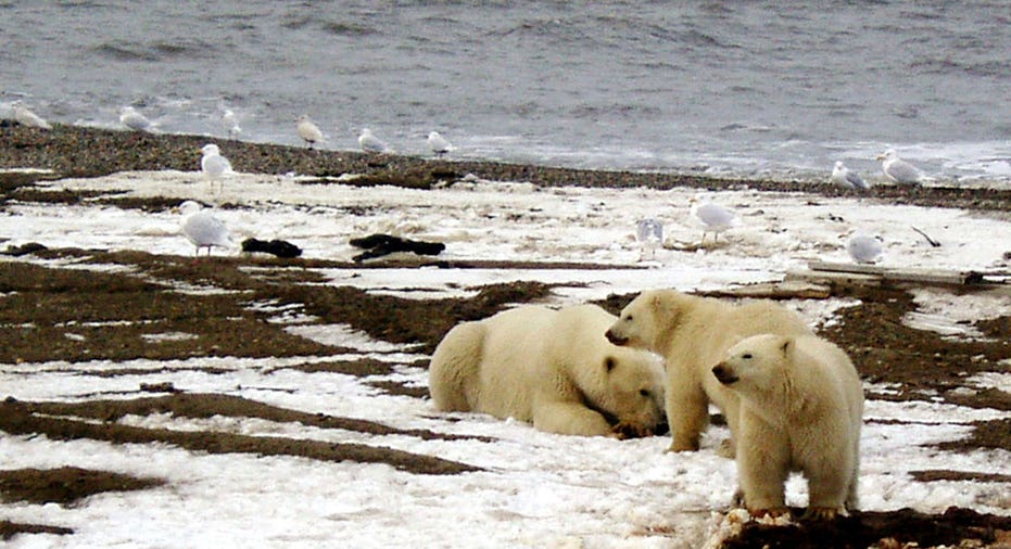 Artic Drilling  Reuters/U.S. Fish and Wildlife Service