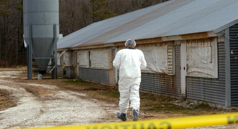 chicken farm, bird flu, FDA, Agricultural worker, infected chicken, Farmington Delaware