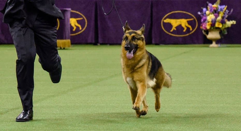 Dog Show Winner 2017 Reuters