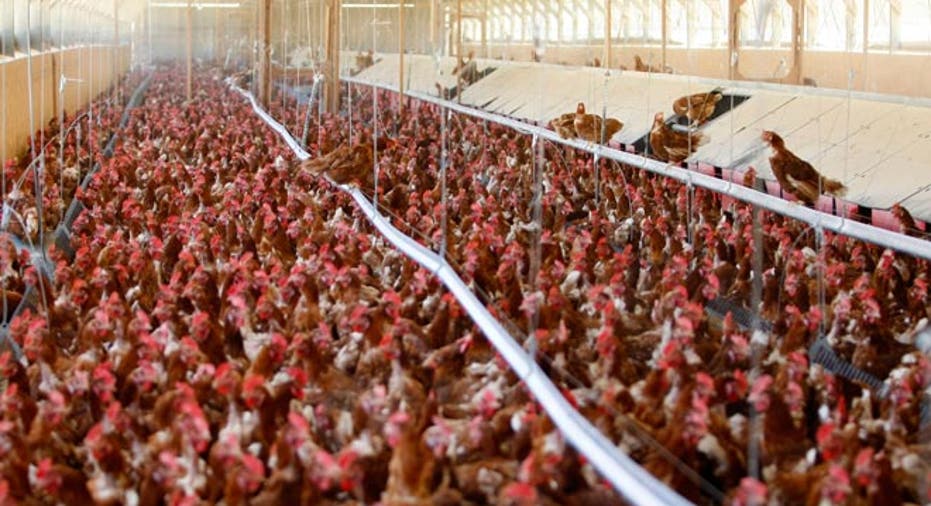 hens, cage free, bird flu, egg farm, birds