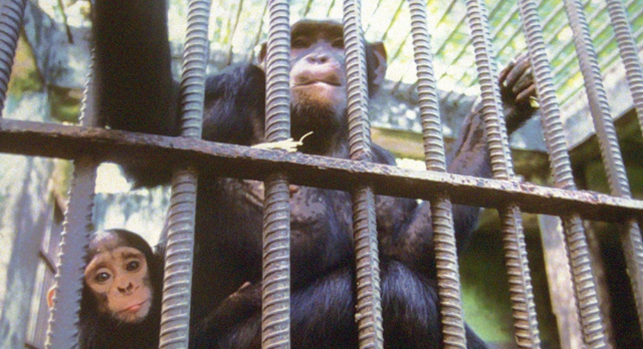 Monkey Cage, zoo