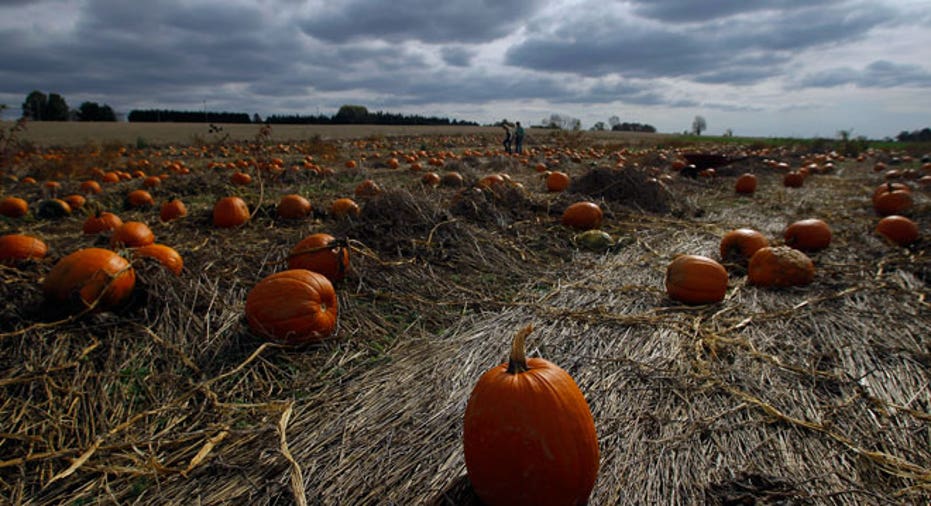 pumpkins, pumpkin picking, pumpkin harvest