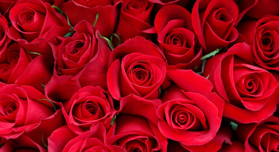 Roses RTR FBN