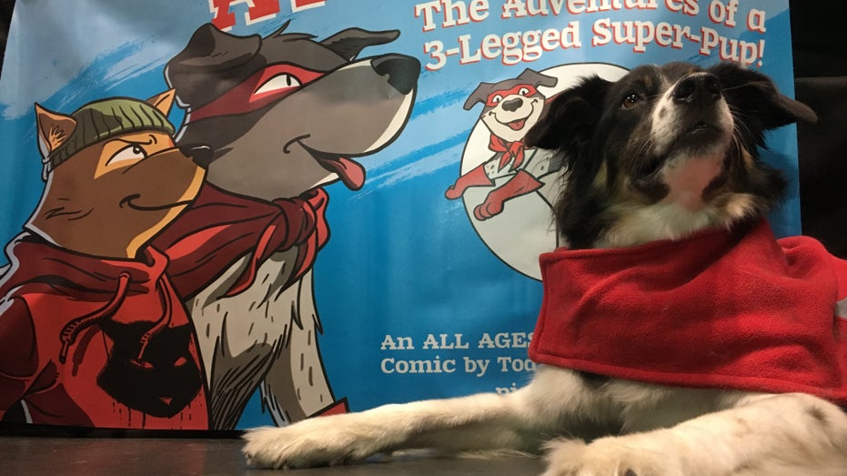 dog, comic con, piggy