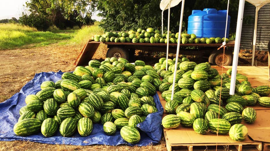 WTRMLN WTR Watermelons FBN