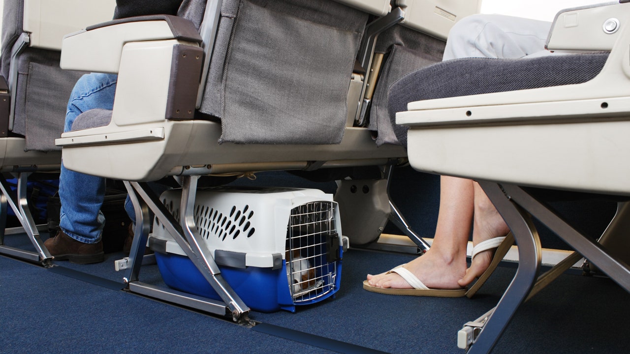 united air dog travel