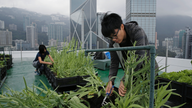 Hong Kong's skyline farms harvest more happiness than food