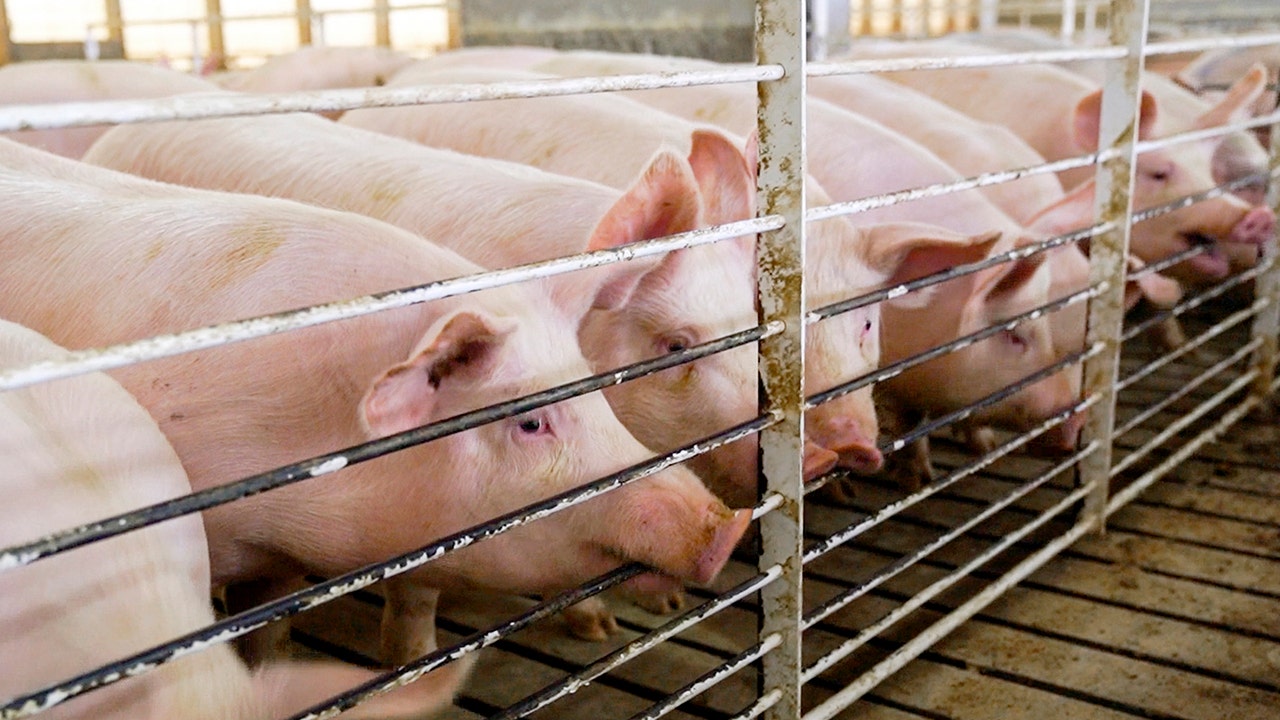 China pork tariffs ruined 'opportunity of a lifetime' for U.S. farmers